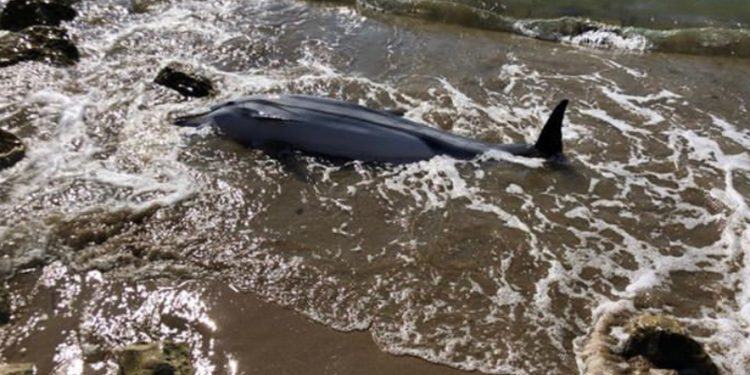 Triste scoperta a San Felice Circeo, delfino trovato morto sulla riva