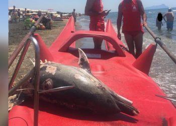 «C’è un delfino morto vicino a riva!». Incredulità e sgomento al lido di Latina