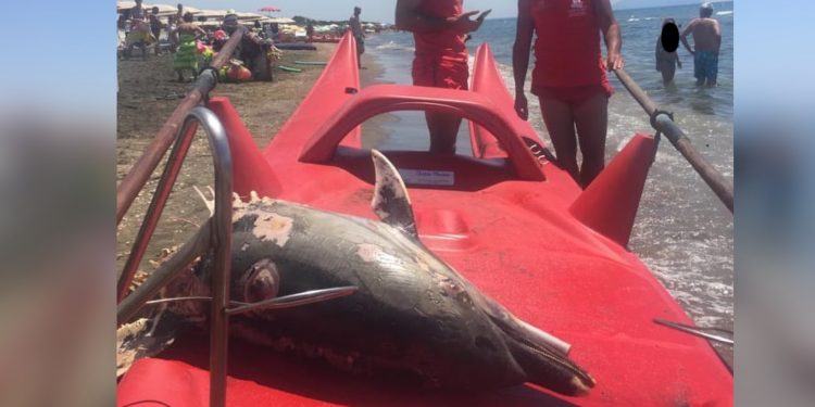 «C’è un delfino morto vicino a riva!». Incredulità e sgomento al lido di Latina