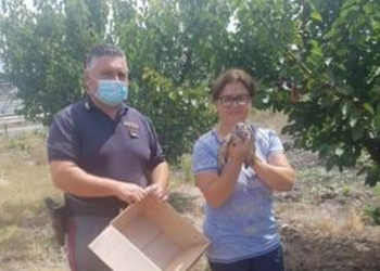 Latina, pattuglia della Stradale salva un falchetto a Borgo Podgora