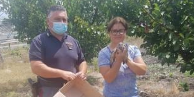Latina, pattuglia della Stradale salva un falchetto a Borgo Podgora