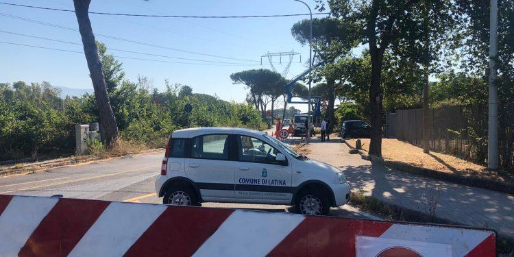 Latina, iniziato il taglio dei pini su via delle Rose: l’annuncio del Comune