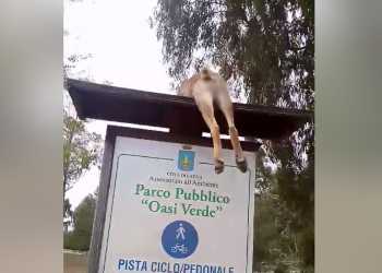 Orrore in Q4 a Latina: volpe seviziata e appesa sopra un cartello VIDEO