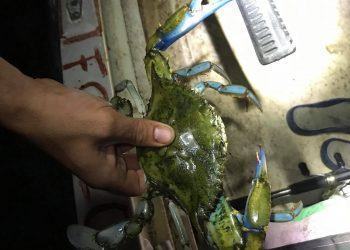 Pescato a Latina il pericoloso granchio blu dell’Atlantico FOTO