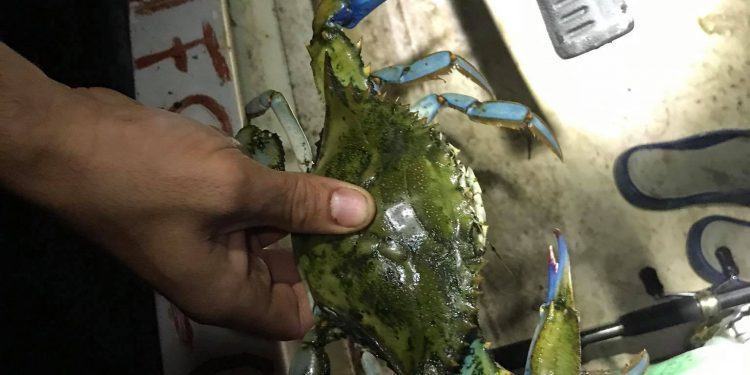 Pescato a Latina il pericoloso granchio blu dell’Atlantico FOTO