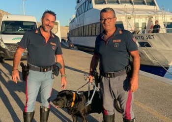 Cane rischia di annegare al porto di Terracina: salvato dalla polizia stradale