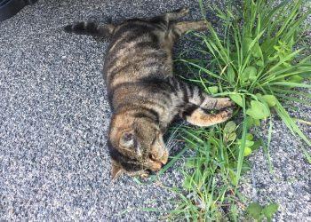 Orrore a Latina, gatto seviziato e ucciso: l’appello dell’Enpa