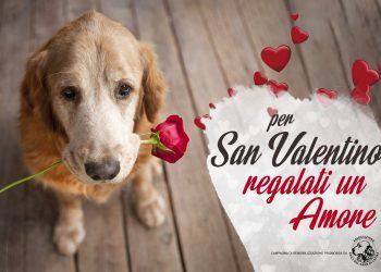 “Per San Valentino regalati un Amore”, la campagna dell’Associazione Amici del Cane di Latina