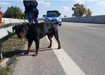 Rottweiler rischia di essere investito sulla Pontina: salvato in extremis dalla Polizia
