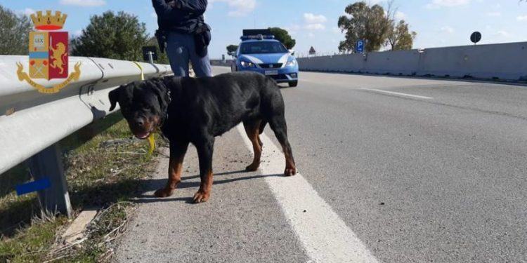 Rottweiler rischia di essere investito sulla Pontina: salvato in extremis dalla Polizia