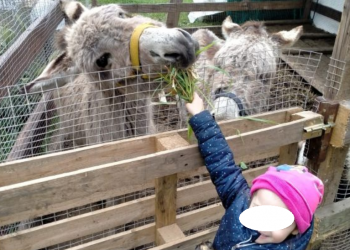 Girotondo degli animali, parte raccolta fondi in aiuto della fattoria didattica di Latina amata dai bambini