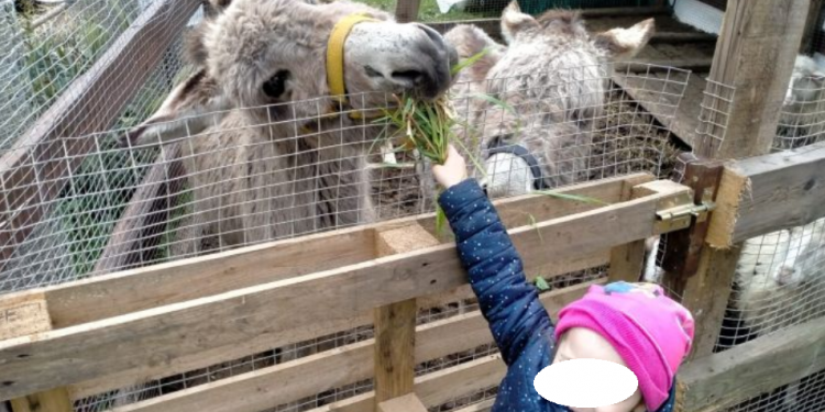 Girotondo degli animali, parte raccolta fondi in aiuto della fattoria didattica di Latina amata dai bambini