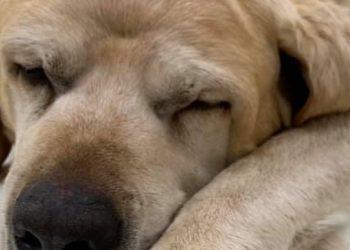 Orrore in provincia di Latina: labrador ucciso a bastonate