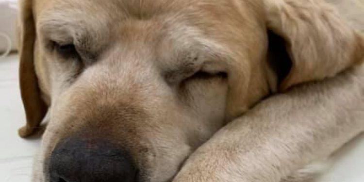 Orrore in provincia di Latina: labrador ucciso a bastonate