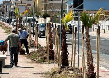 Al via la piantumazione di 100 palme Washingtonia sul lungomare di Latina