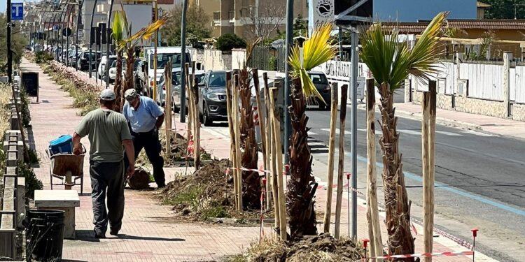 Al via la piantumazione di 100 palme Washingtonia sul lungomare di Latina