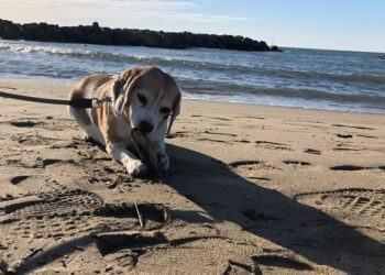 Sabaudia, da oggi torna “SabauBeach”: spiaggia libera per gli amici a 4 zampe