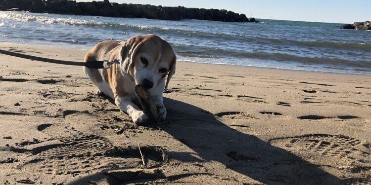 Sabaudia, da oggi torna “SabauBeach”: spiaggia libera per gli amici a 4 zampe