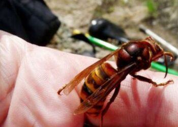 Punta da un calabrone, muore una donna in provincia di Latina