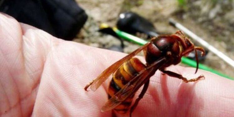 Punta da un calabrone, muore una donna in provincia di Latina