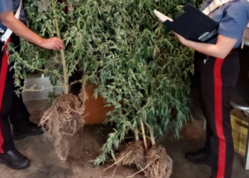 Cori, nel giardino di casa coltivava 26 chili di piante di marijuana: arrestato 52enne del luogo