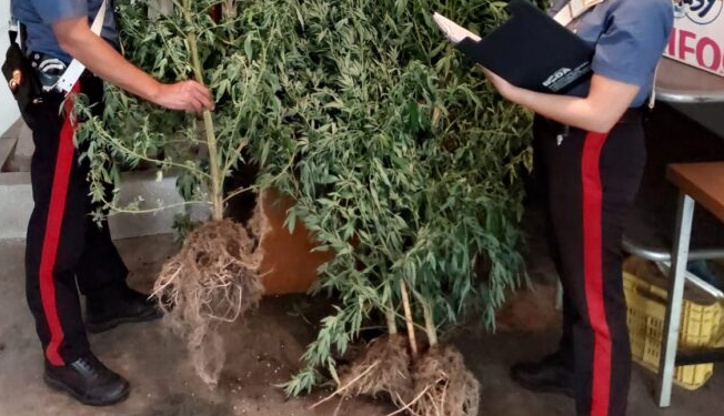 Cori, nel giardino di casa coltivava 26 chili di piante di marijuana: arrestato 52enne del luogo