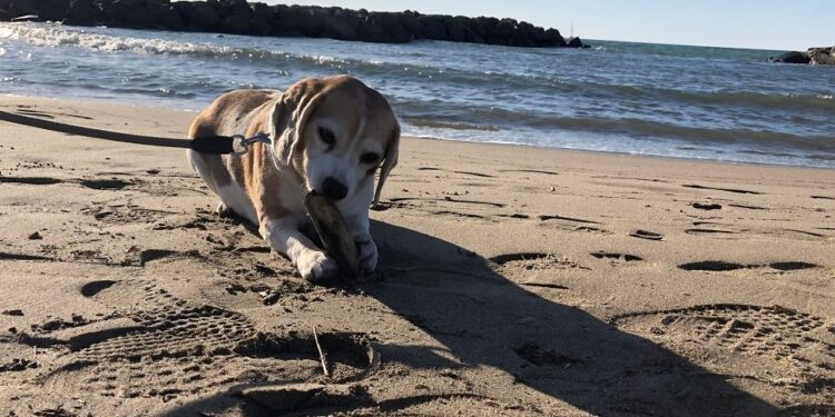 Torna a Sabaudia il “Sabau Beach”, al mare con gli amici a 4 zampe