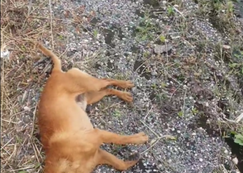 Orrore sulla Pontina a Latina: cane gettato da un’auto in corsa