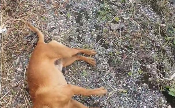 Orrore sulla Pontina a Latina: cane gettato da un’auto in corsa