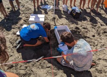 Capoportiere, trovato un nido di tartaruga marina con 74 uova