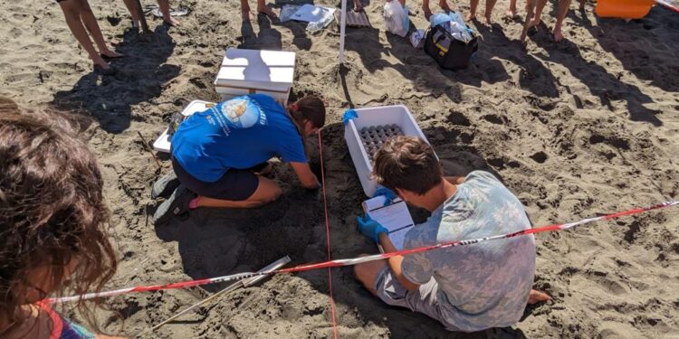 Capoportiere, trovato un nido di tartaruga marina con 74 uova