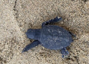 Sul lungomare di Latina sono nate altre cinque piccole tartarughe: si cerca il nido