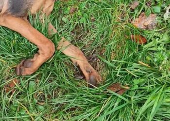 I vigliacchi colpiscono ancora. Ennesima strage di cani in provincia di Latina