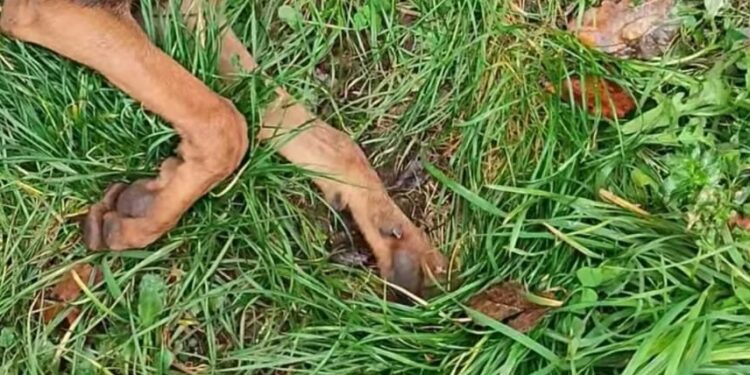 I vigliacchi colpiscono ancora. Ennesima strage di cani in provincia di Latina