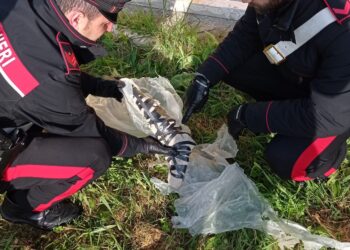 I Carabinieri trovano una pistola mitragliatrice in casa: arrestata una donna a Borgo Sabotino