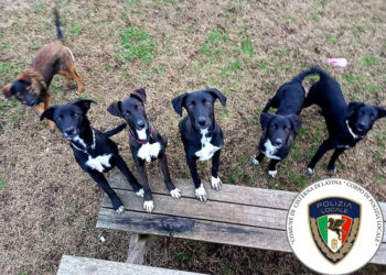 Cisterna, abbandona per strada al freddo 6 cuccioli di cane: trovato e denunciato