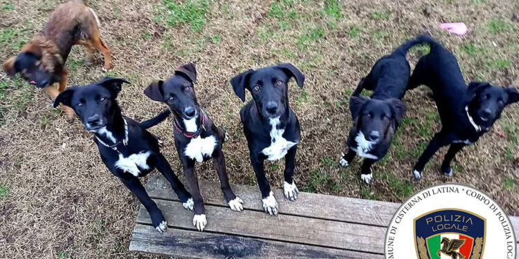 Cisterna, abbandona per strada al freddo 6 cuccioli di cane: trovato e denunciato