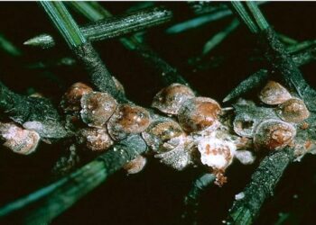 Allarme invasione cocciniglia in provincia di Latina: come riconoscerla per prevenire danni