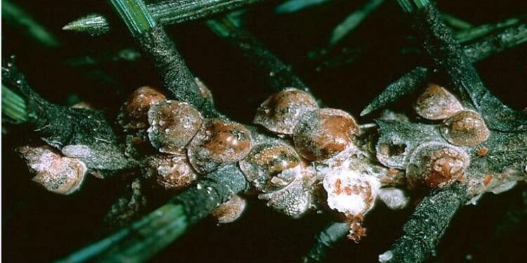 Allarme invasione cocciniglia in provincia di Latina: come riconoscerla per prevenire danni