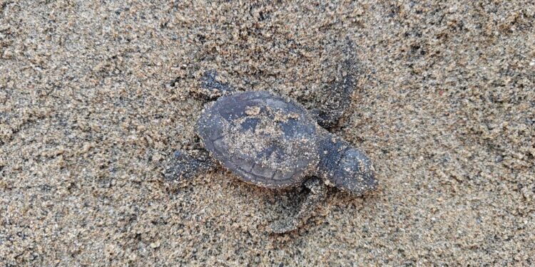 Sul lungomare di Latina nascono 82 piccole tartarughe Caretta caretta