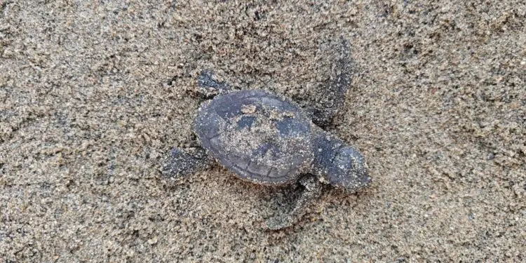 Sul lungomare di Latina nascono 82 piccole tartarughe Caretta caretta
