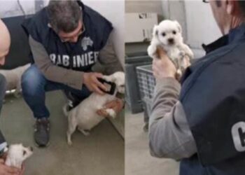 Scoperto allevamento abusivo di Chihuahua a Cisterna: rinvenuti 32 cani