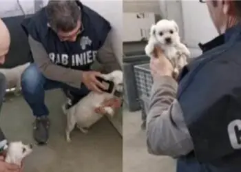 Scoperto allevamento abusivo di Chihuahua a Cisterna: rinvenuti 32 cani