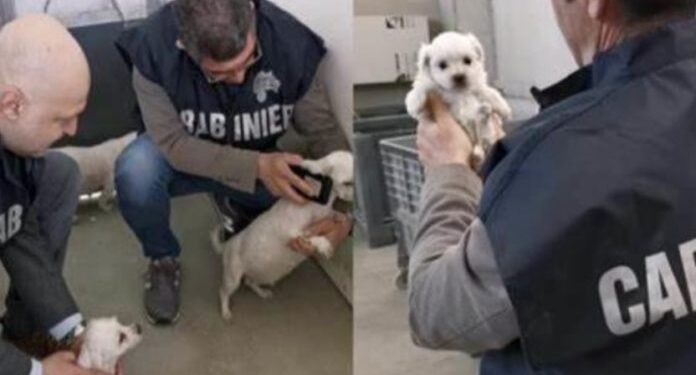 Scoperto allevamento abusivo di Chihuahua a Cisterna: rinvenuti 32 cani