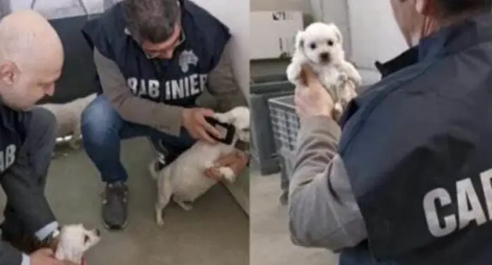 Scoperto allevamento abusivo di Chihuahua a Cisterna: rinvenuti 32 cani