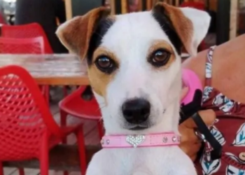 Rubano il camper a dei turisti in provincia di Latina, dentro però c’è un cane: lieto fine per la piccola Windy