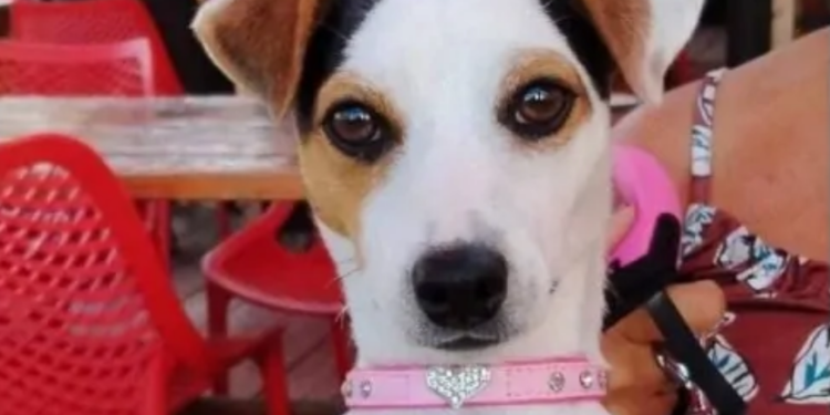 Rubano il camper a dei turisti in provincia di Latina, dentro però c’è un cane: lieto fine per la piccola Windy