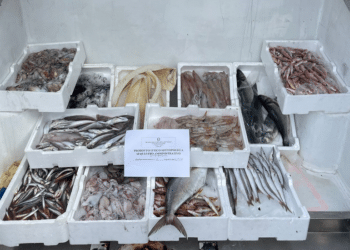 Sabaudia: sequestrati 128 chili di pesce senza certificazione di provenienza