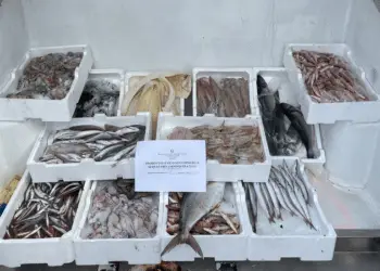 Sabaudia: sequestrati 128 chili di pesce senza certificazione di provenienza