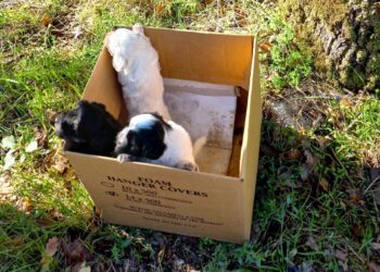 Cuccioli di cane nascosti in uno scatolone e abbandonati: salvati in provincia di Latina